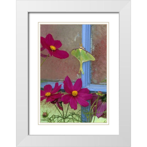 PA, Luna moth on old window with cosmos flowers White Modern Wood Framed Art Print with Double Matting by Rotenberg, Nancy
