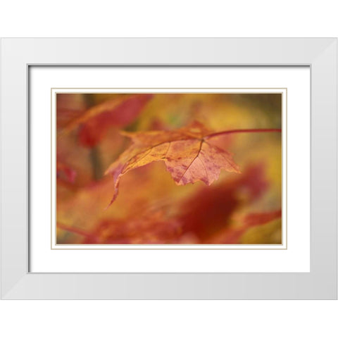 USA, Pennsylvania Maple leaf in autumn color White Modern Wood Framed Art Print with Double Matting by Rotenberg, Nancy