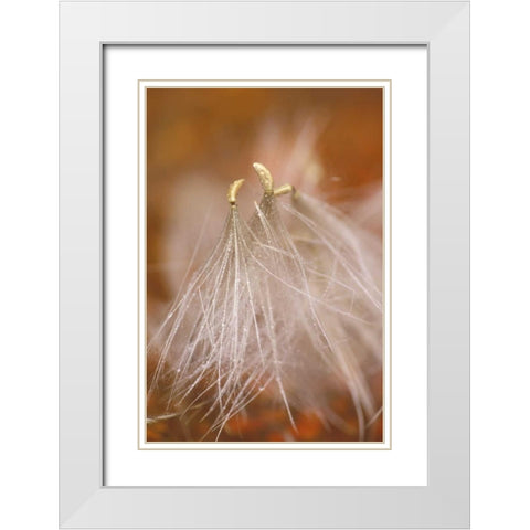 Pennsylvania Close-up of dandelion seedheads White Modern Wood Framed Art Print with Double Matting by Rotenberg, Nancy