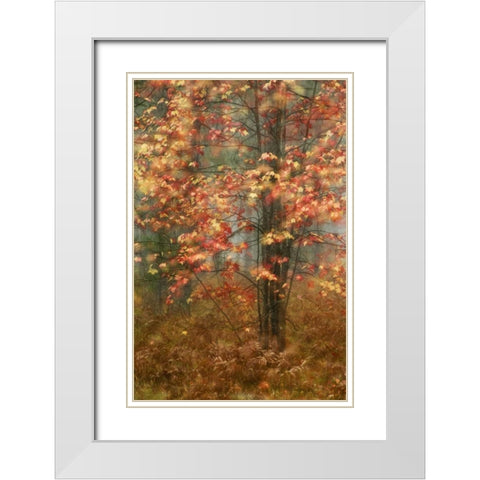 USA, Pennsylvania Sunlight on autumn leaves White Modern Wood Framed Art Print with Double Matting by Rotenberg, Nancy
