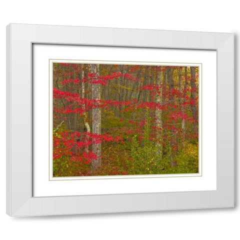 PA, Delaware Watergap NRA Autumn in forest White Modern Wood Framed Art Print with Double Matting by OBrien, Jay