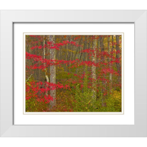 PA, Delaware Watergap NRA Autumn in forest White Modern Wood Framed Art Print with Double Matting by OBrien, Jay