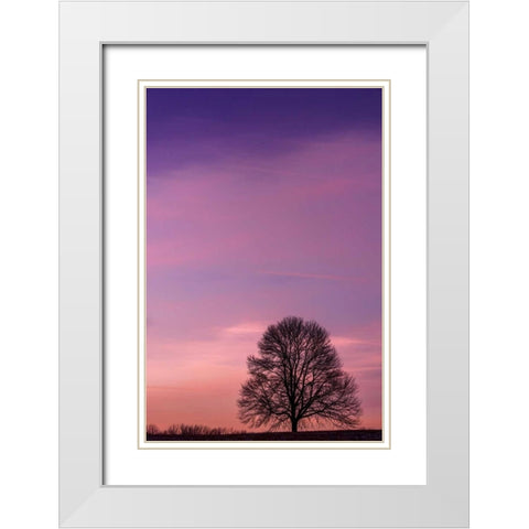 Pennsylvania, King of Prussia Tree at sunrise White Modern Wood Framed Art Print with Double Matting by OBrien, Jay