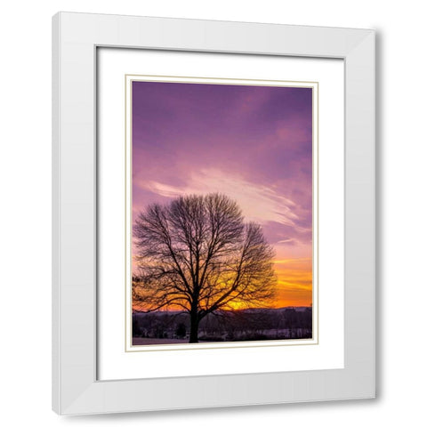 Pennsylvania, King of Prussia Tree at sunrise White Modern Wood Framed Art Print with Double Matting by OBrien, Jay