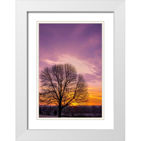Pennsylvania, King of Prussia Tree at sunrise White Modern Wood Framed Art Print with Double Matting by OBrien, Jay