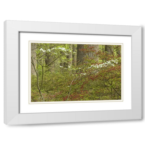 USA, Pennsylvania Spring, forest scenic White Modern Wood Framed Art Print with Double Matting by OBrien, Jay