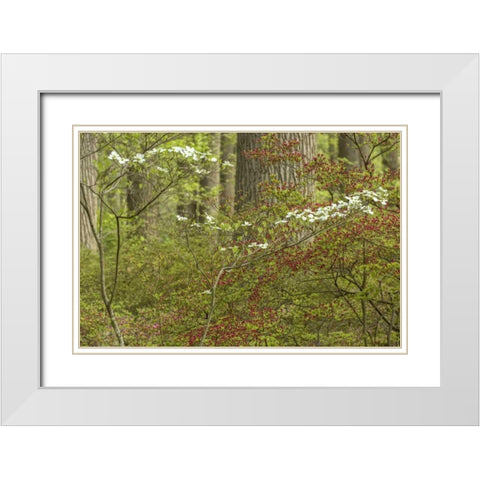 USA, Pennsylvania Spring, forest scenic White Modern Wood Framed Art Print with Double Matting by OBrien, Jay