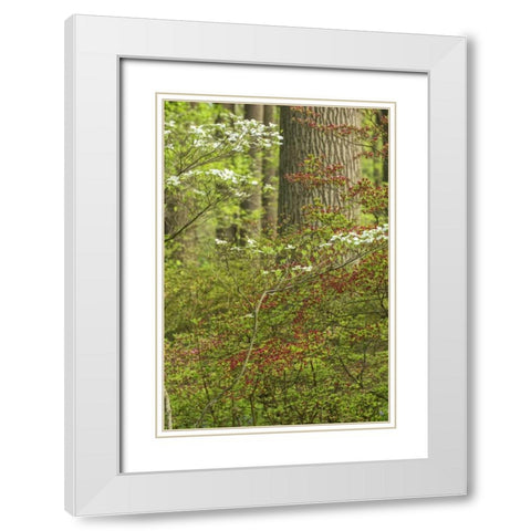 USA, Pennsylvania Spring, forest scenic White Modern Wood Framed Art Print with Double Matting by OBrien, Jay