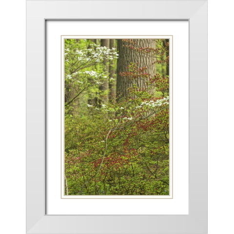 USA, Pennsylvania Spring, forest scenic White Modern Wood Framed Art Print with Double Matting by OBrien, Jay