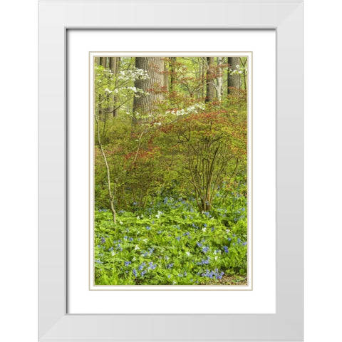 USA, Pennsylvania Spring, forest scenic White Modern Wood Framed Art Print with Double Matting by OBrien, Jay