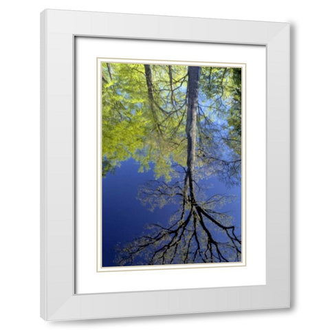 USA, Pennsylvania Tree reflected in pond White Modern Wood Framed Art Print with Double Matting by OBrien, Jay