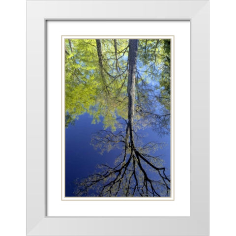 USA, Pennsylvania Tree reflected in pond White Modern Wood Framed Art Print with Double Matting by OBrien, Jay