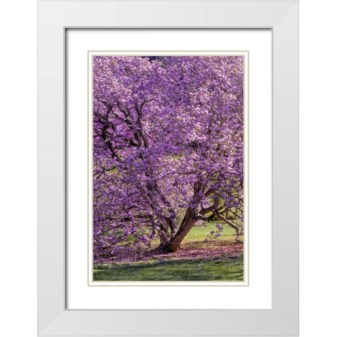 USA, Pennsylvania Tree in bloom White Modern Wood Framed Art Print with Double Matting by OBrien, Jay