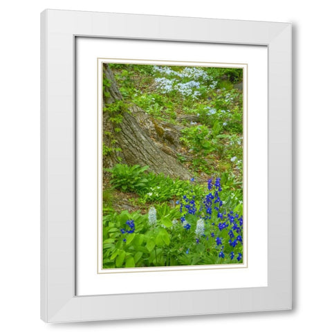 USA, Pennsylvania Spring scenic White Modern Wood Framed Art Print with Double Matting by OBrien, Jay