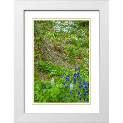 USA, Pennsylvania Spring scenic White Modern Wood Framed Art Print with Double Matting by OBrien, Jay
