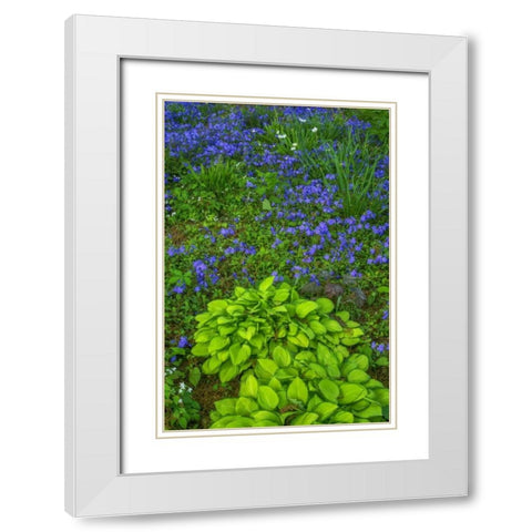 USA, Pennsylvania Spring scenic White Modern Wood Framed Art Print with Double Matting by OBrien, Jay