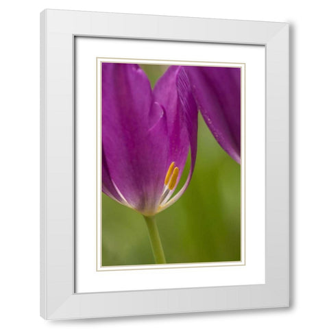 USA, Pennsylvania Tulip Garden White Modern Wood Framed Art Print with Double Matting by OBrien, Jay