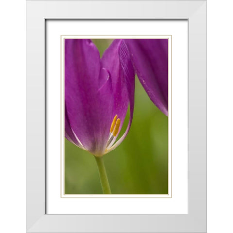 USA, Pennsylvania Tulip Garden White Modern Wood Framed Art Print with Double Matting by OBrien, Jay
