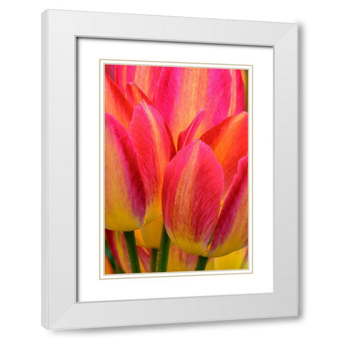 Pennsylvania-Longwood Gardens Tulip close-up  White Modern Wood Framed Art Print with Double Matting by Jaynes Gallery