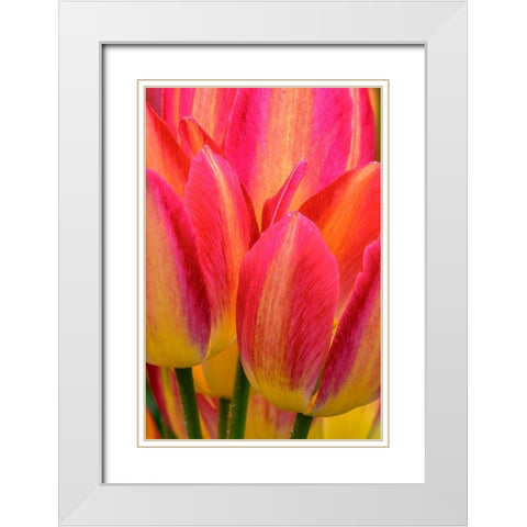 Pennsylvania-Longwood Gardens Tulip close-up  White Modern Wood Framed Art Print with Double Matting by Jaynes Gallery