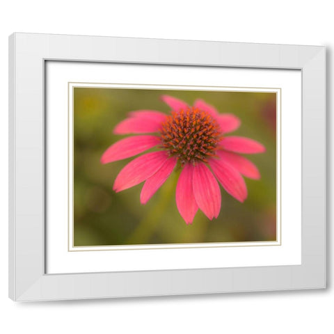 Pennsylvania-Longwood Gardens Cornflower close-up  White Modern Wood Framed Art Print with Double Matting by Jaynes Gallery