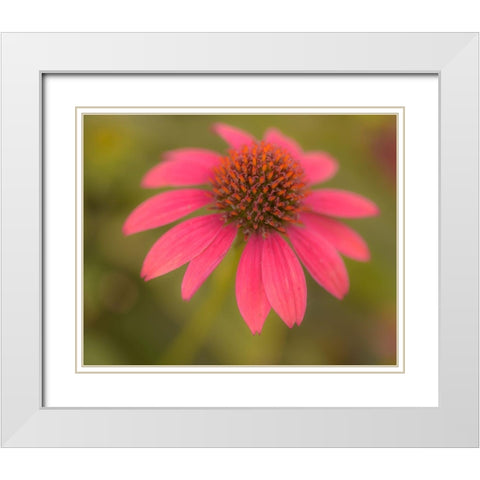 Pennsylvania-Longwood Gardens Cornflower close-up  White Modern Wood Framed Art Print with Double Matting by Jaynes Gallery