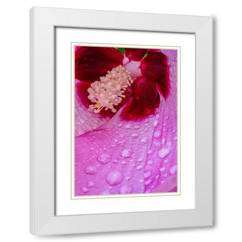 Pennsylvania-Longwood Gardens Hibiscus flower interior  White Modern Wood Framed Art Print with Double Matting by Jaynes Gallery