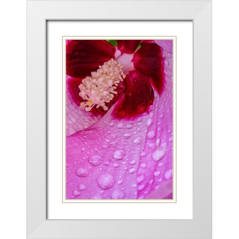 Pennsylvania-Longwood Gardens Hibiscus flower interior  White Modern Wood Framed Art Print with Double Matting by Jaynes Gallery