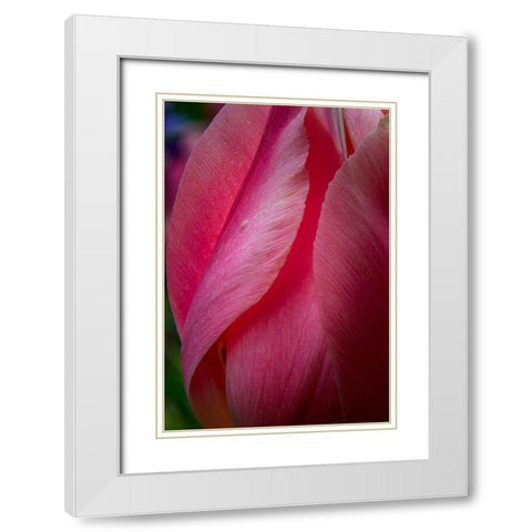 Pennsylvania-Longwood Gardens Tulip flower close-up  White Modern Wood Framed Art Print with Double Matting by Jaynes Gallery