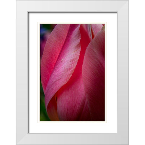 Pennsylvania-Longwood Gardens Tulip flower close-up  White Modern Wood Framed Art Print with Double Matting by Jaynes Gallery