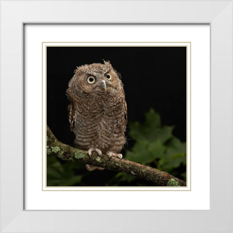Eastern Screech-owl- Central Pennsylvania White Modern Wood Framed Art Print with Double Matting by McDonald, Joe and Maryann