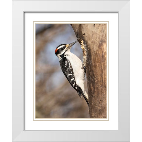 Hairy Woodpecker- Pennsylvania- USA White Modern Wood Framed Art Print with Double Matting by McDonald, Joe and Maryann