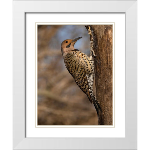 Northern Flicker- Pennsylvania- USA White Modern Wood Framed Art Print with Double Matting by McDonald, Joe and Maryann