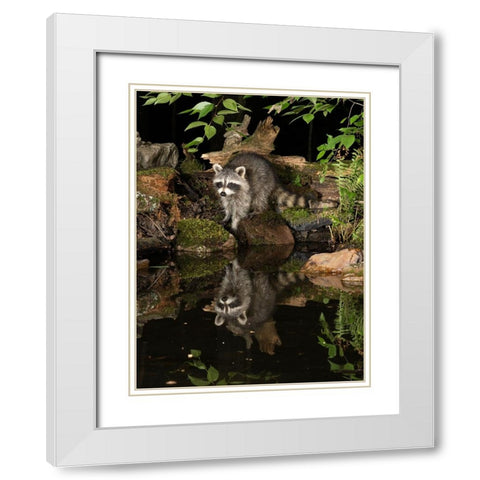 Raccoon- Pennsylvania- USA White Modern Wood Framed Art Print with Double Matting by McDonald, Joe and Maryann