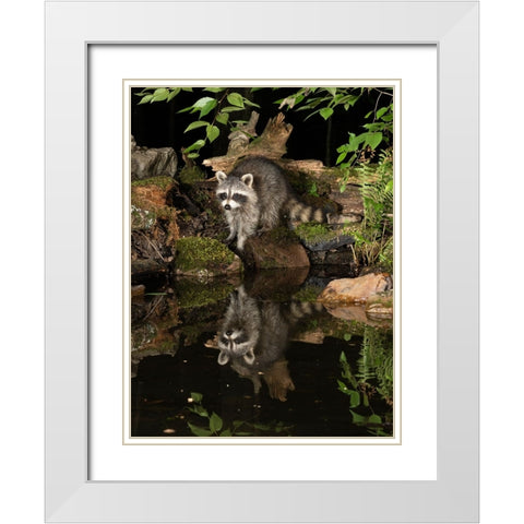 Raccoon- Pennsylvania- USA White Modern Wood Framed Art Print with Double Matting by McDonald, Joe and Maryann