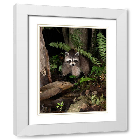 Raccoon- Pennsylvania- USA White Modern Wood Framed Art Print with Double Matting by McDonald, Joe and Maryann