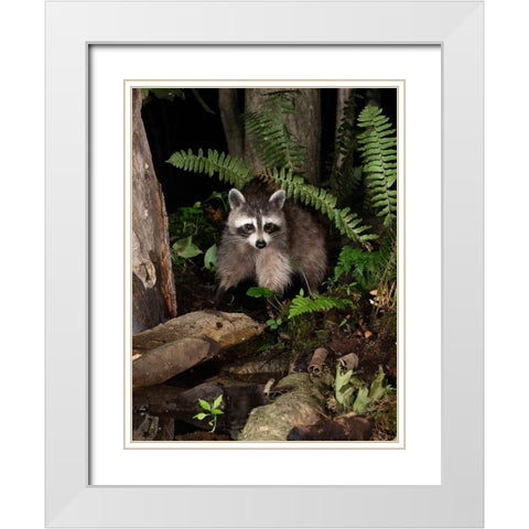 Raccoon- Pennsylvania- USA White Modern Wood Framed Art Print with Double Matting by McDonald, Joe and Maryann