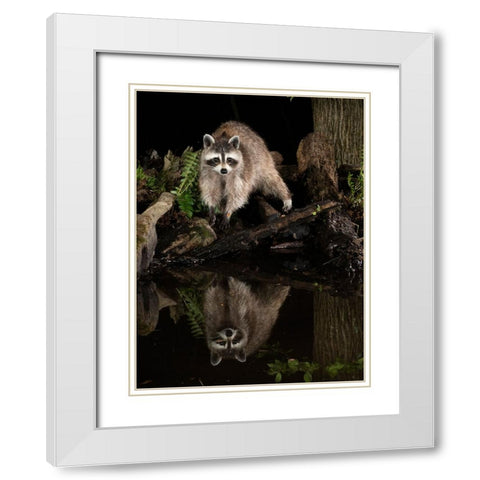 Raccoon- Pennsylvania- USA White Modern Wood Framed Art Print with Double Matting by McDonald, Joe and Maryann