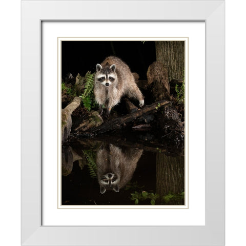 Raccoon- Pennsylvania- USA White Modern Wood Framed Art Print with Double Matting by McDonald, Joe and Maryann
