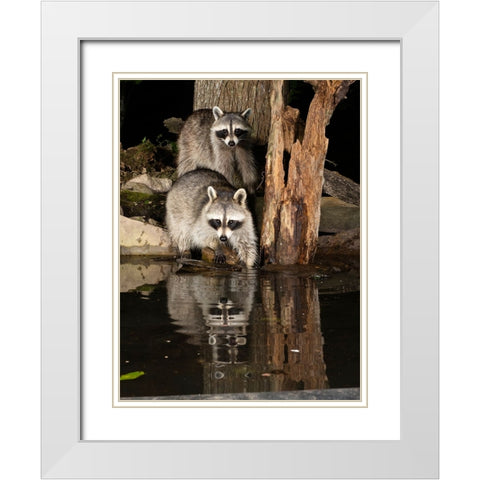 Raccoon- Pennsylvania- USA White Modern Wood Framed Art Print with Double Matting by McDonald, Joe and Maryann