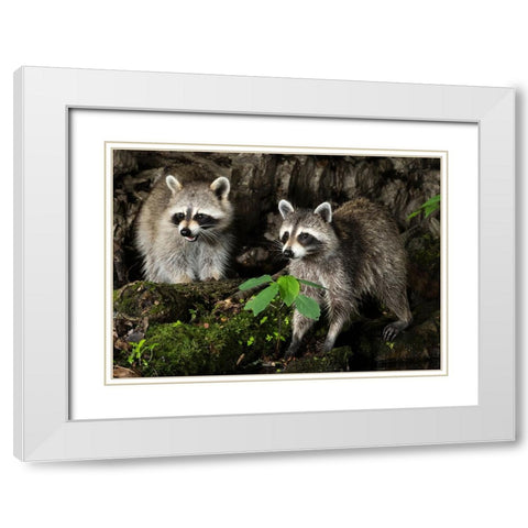 Raccoon- Pennsylvania- USA White Modern Wood Framed Art Print with Double Matting by McDonald, Joe and Maryann