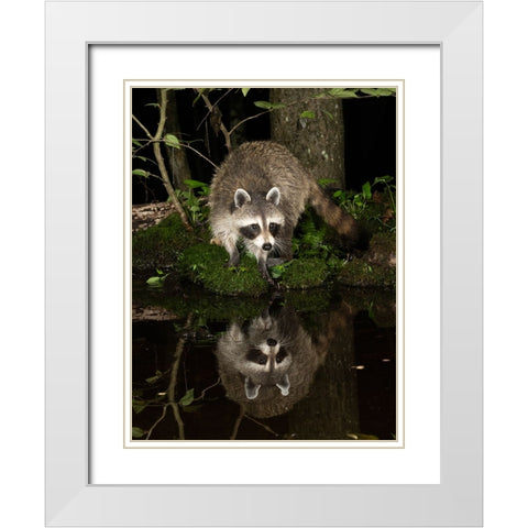 Raccoon- Pennsylvania- USA White Modern Wood Framed Art Print with Double Matting by McDonald, Joe and Maryann