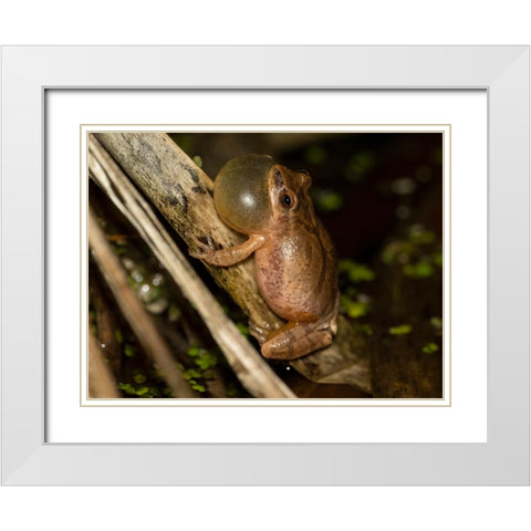 Spring peeper calling- Pennsylvania- USA White Modern Wood Framed Art Print with Double Matting by McDonald, Joe and Maryann
