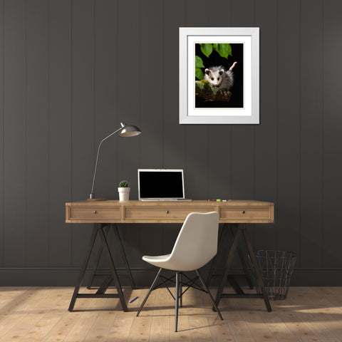 Virginia Opossum- Pennsylvania- USA. White Modern Wood Framed Art Print with Double Matting by McDonald, Joe and Maryann