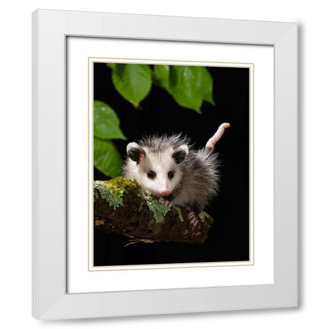 Virginia Opossum- Pennsylvania- USA. White Modern Wood Framed Art Print with Double Matting by McDonald, Joe and Maryann