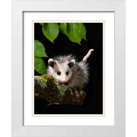 Virginia Opossum- Pennsylvania- USA. White Modern Wood Framed Art Print with Double Matting by McDonald, Joe and Maryann