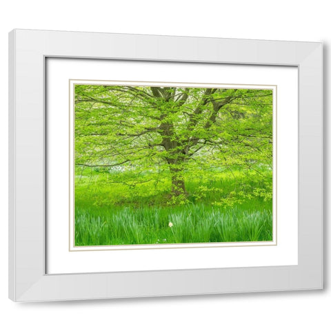 Pennsylvania-Wayne and Chanticleer Gardens spring green foliage trees and grass White Modern Wood Framed Art Print with Double Matting by Gulin, Sylvia