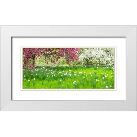 Pennsylvania-Wayne and Chanticleer Gardens springtime blooming crabapple and narcissus White Modern Wood Framed Art Print with Double Matting by Gulin, Sylvia