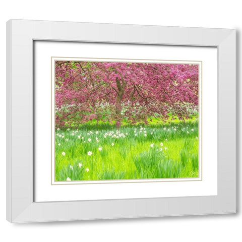 Pennsylvania-Wayne and Chanticleer Gardens springtime blooming crabapple and narcissus White Modern Wood Framed Art Print with Double Matting by Gulin, Sylvia