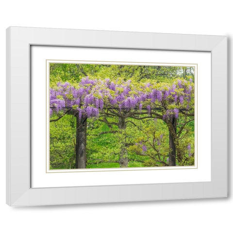 Pennsylvania-Wayne and Chanticleer Gardens springtime flowering Wisteria vine White Modern Wood Framed Art Print with Double Matting by Gulin, Sylvia